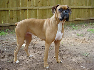 Boxer Dog Wallpaper
