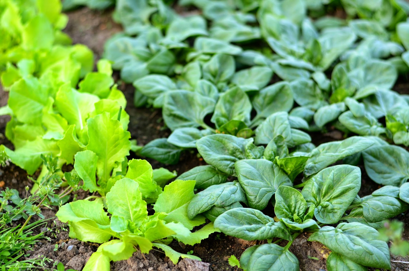 natalie creates growing greens a beginner's guide