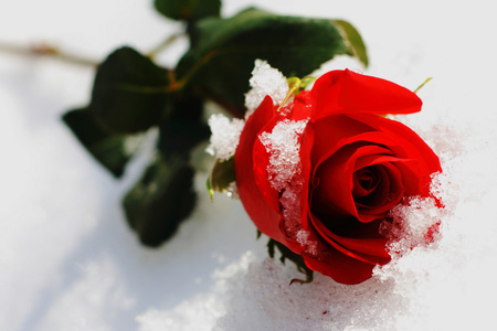 Resultado de imagen para rosas rojas en hielo