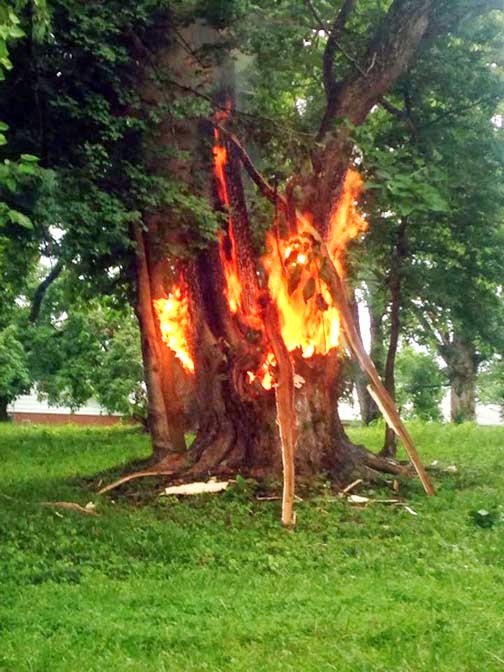 tree struck by lightning