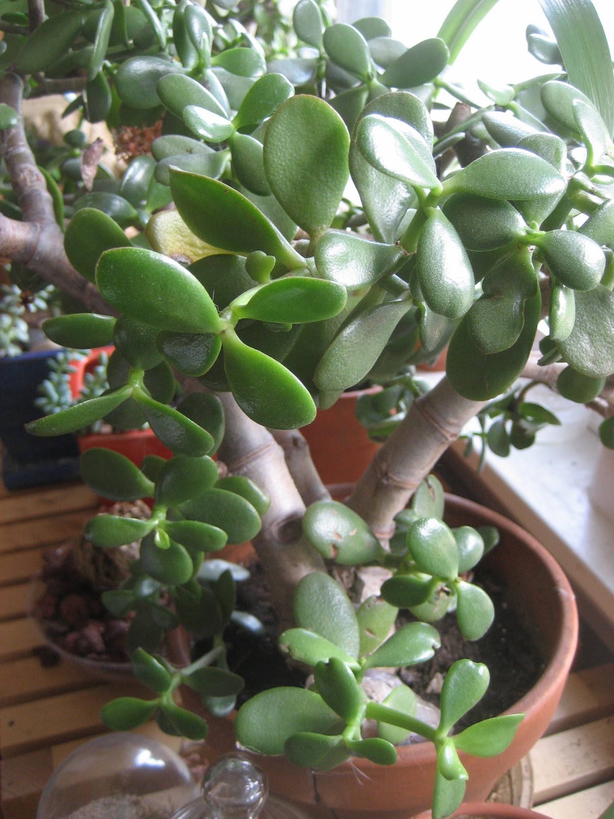 Chuck Does Art Jade Propagation