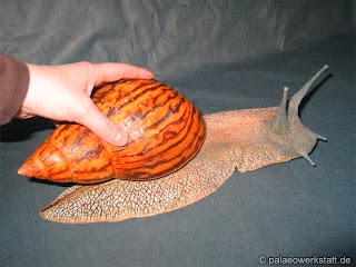 Achatina_Achatina.jpg