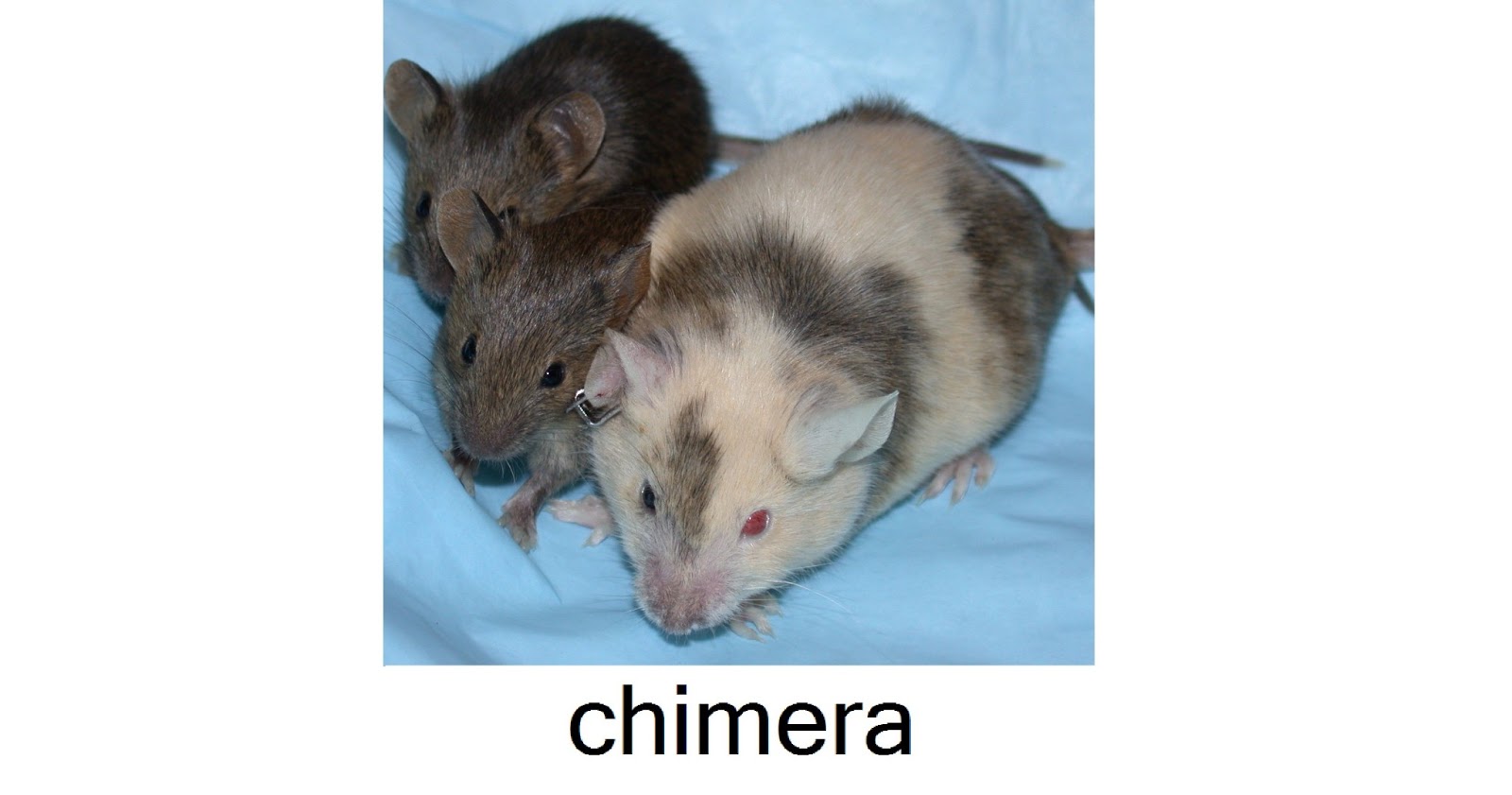 chimera definition chimera definition