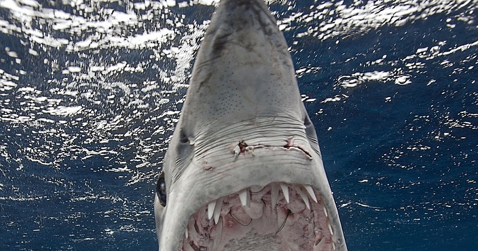 International Fishing News: AUSTRALIA wonderful mako shark shots