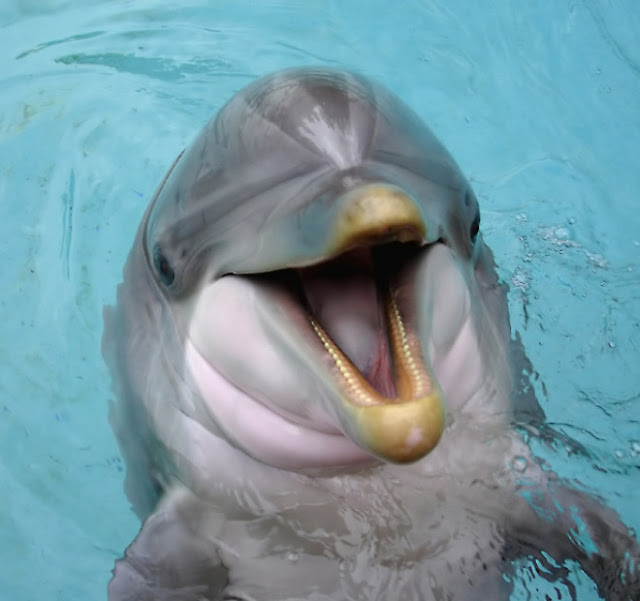India prohíbe los espectáculos de delfines y los declara personas no humanas Delfines+3