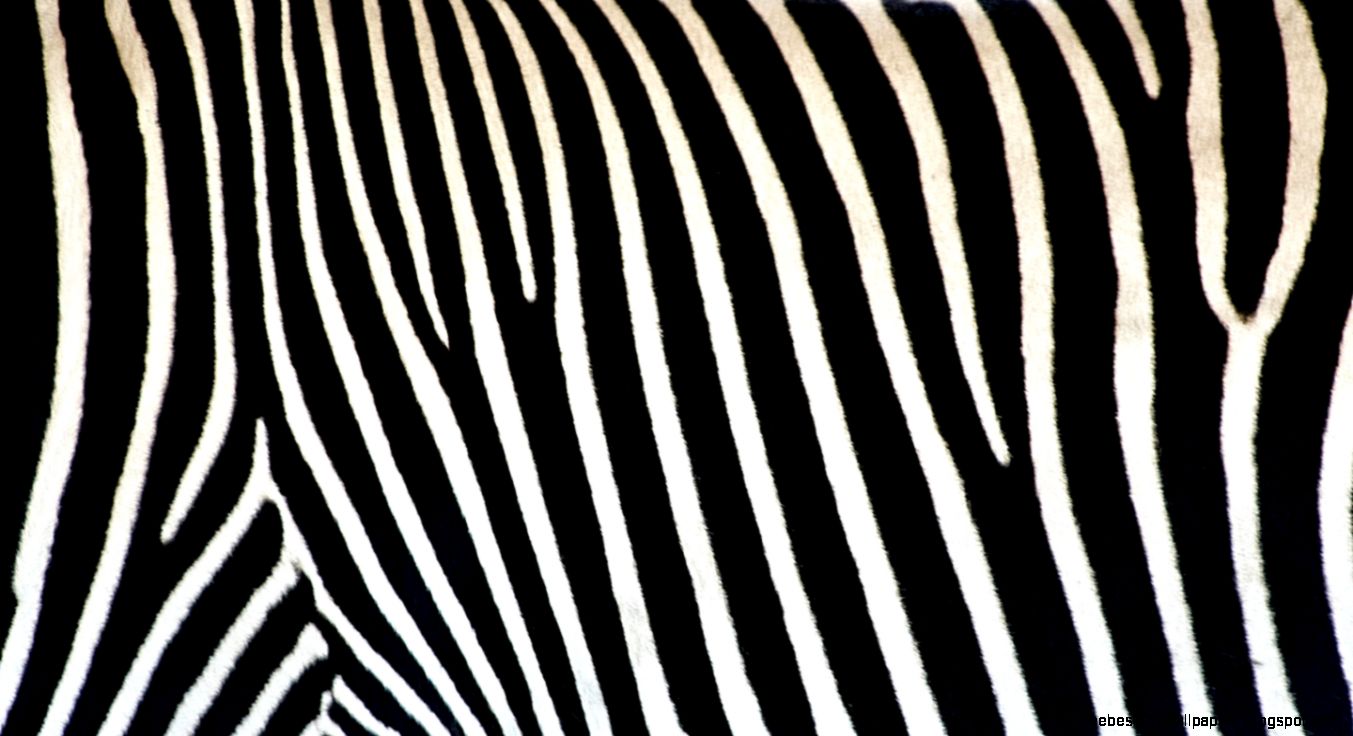 Zebra Print Wallpaper Borders Free Best Hd Wallpapers
