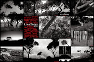 Exposição de Fotografia "LOVE TREES"