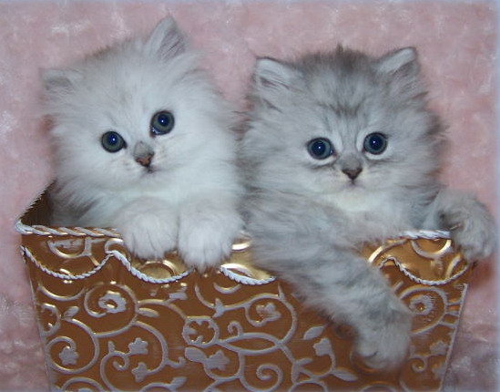 Beauty Cats And Kittens