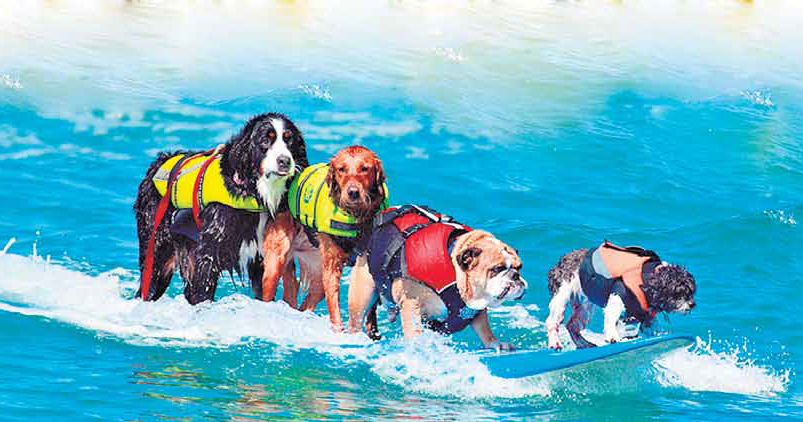 Dog Surfing Coach: Teaching Surfing To Man