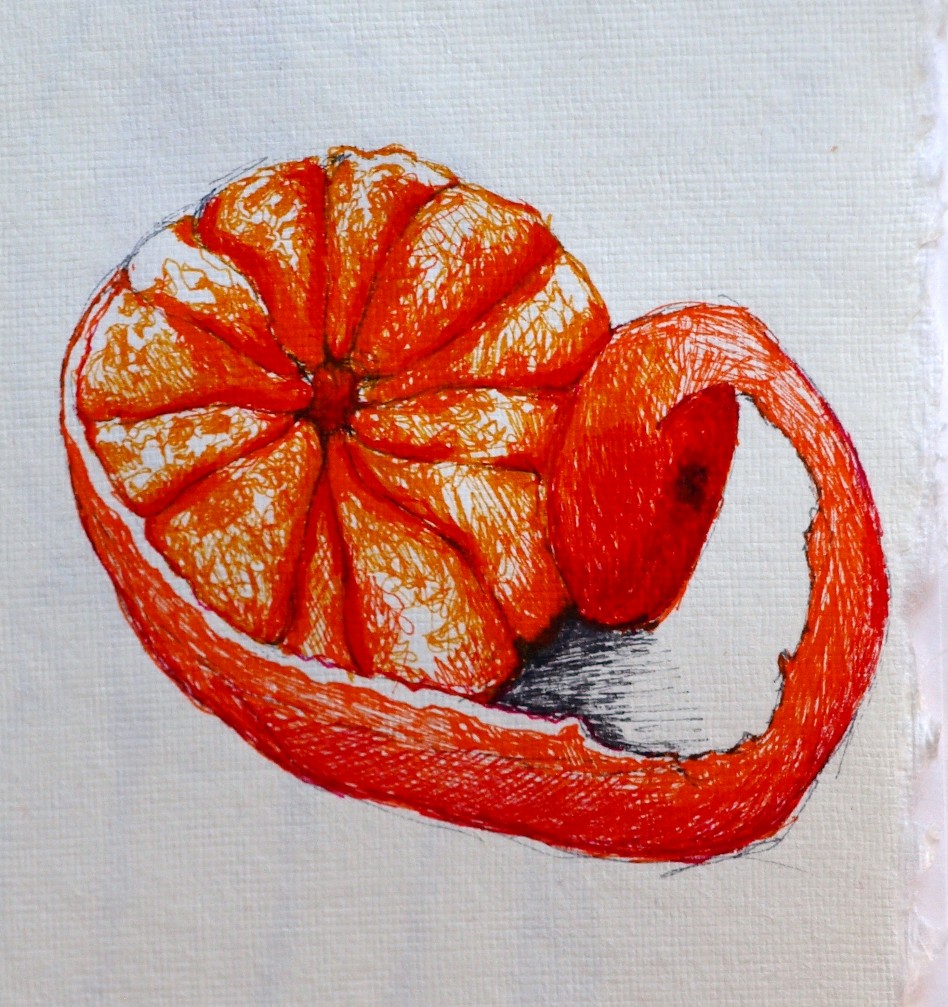 ARTIQUERYROSE PEELING AN ORANGE COLOR PEN SKETCH
