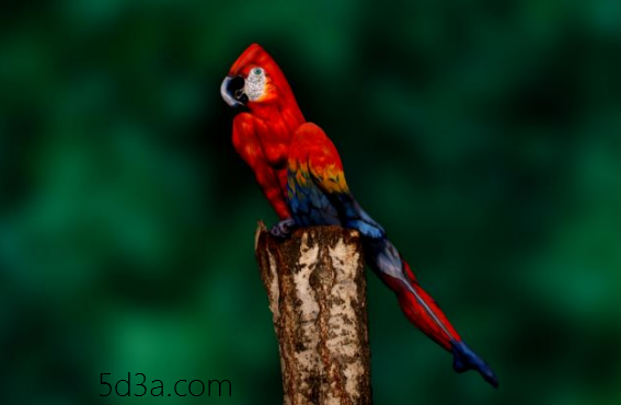 body-paint-a-parrot-optical-illusions