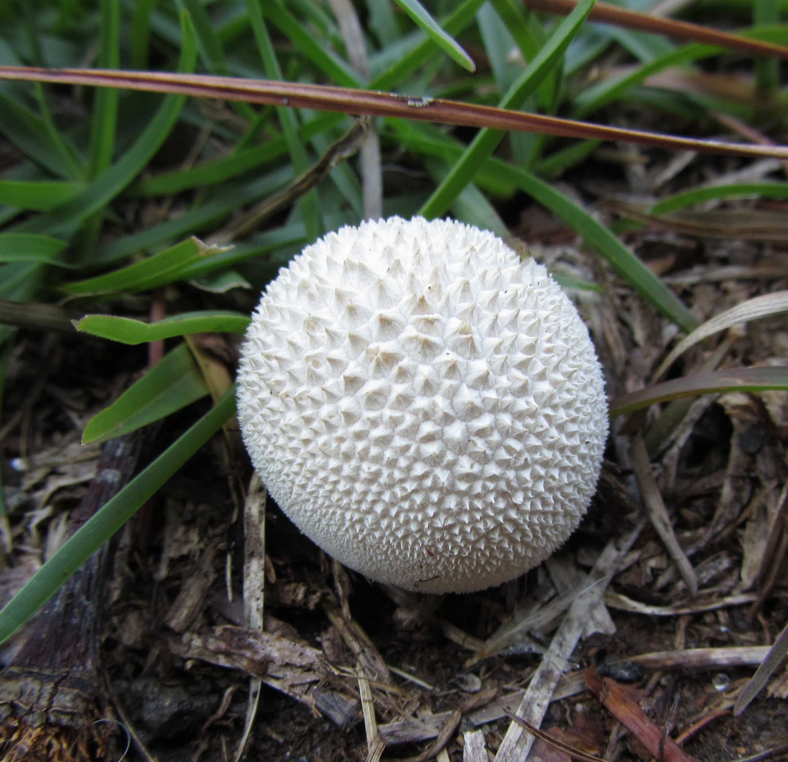 Using Native Plants The Magic of Mushrooms