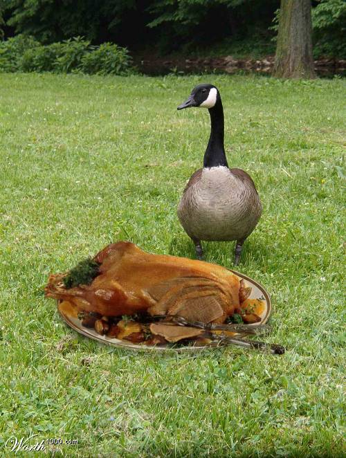 live+and+cooked+goose.jpg