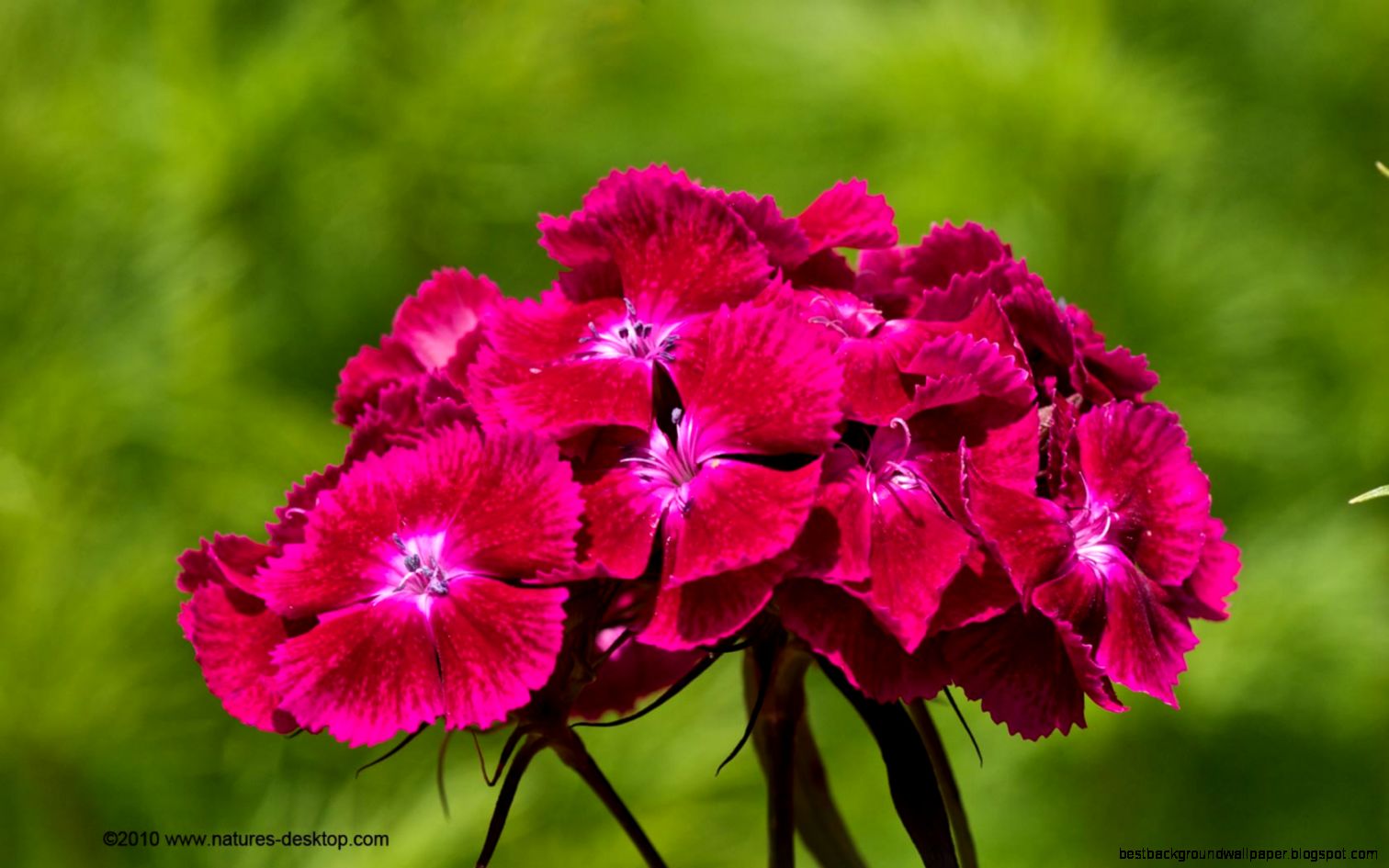 Free Online Desktop Wallpaper 1080p 6979301 Free Online Desktop Wallpaper 1080p 6979301