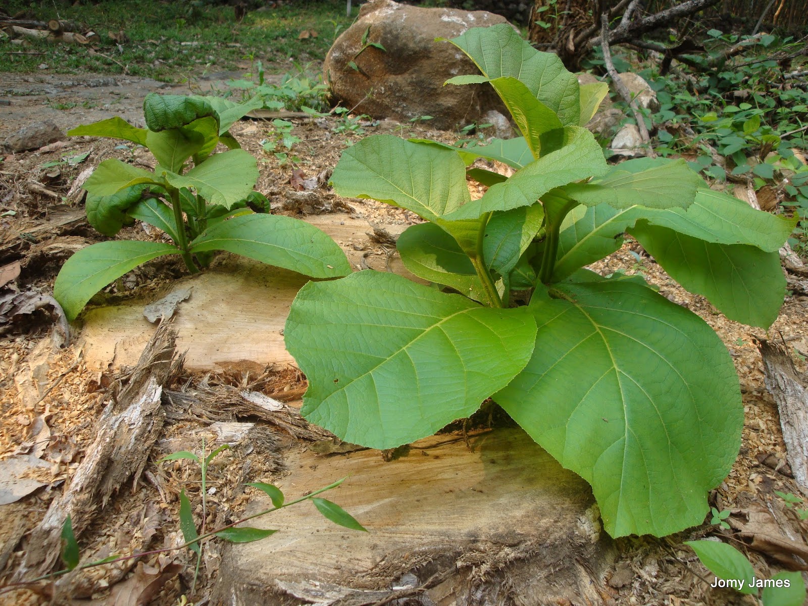 Jomy�s Snaps Teak Wood Plant