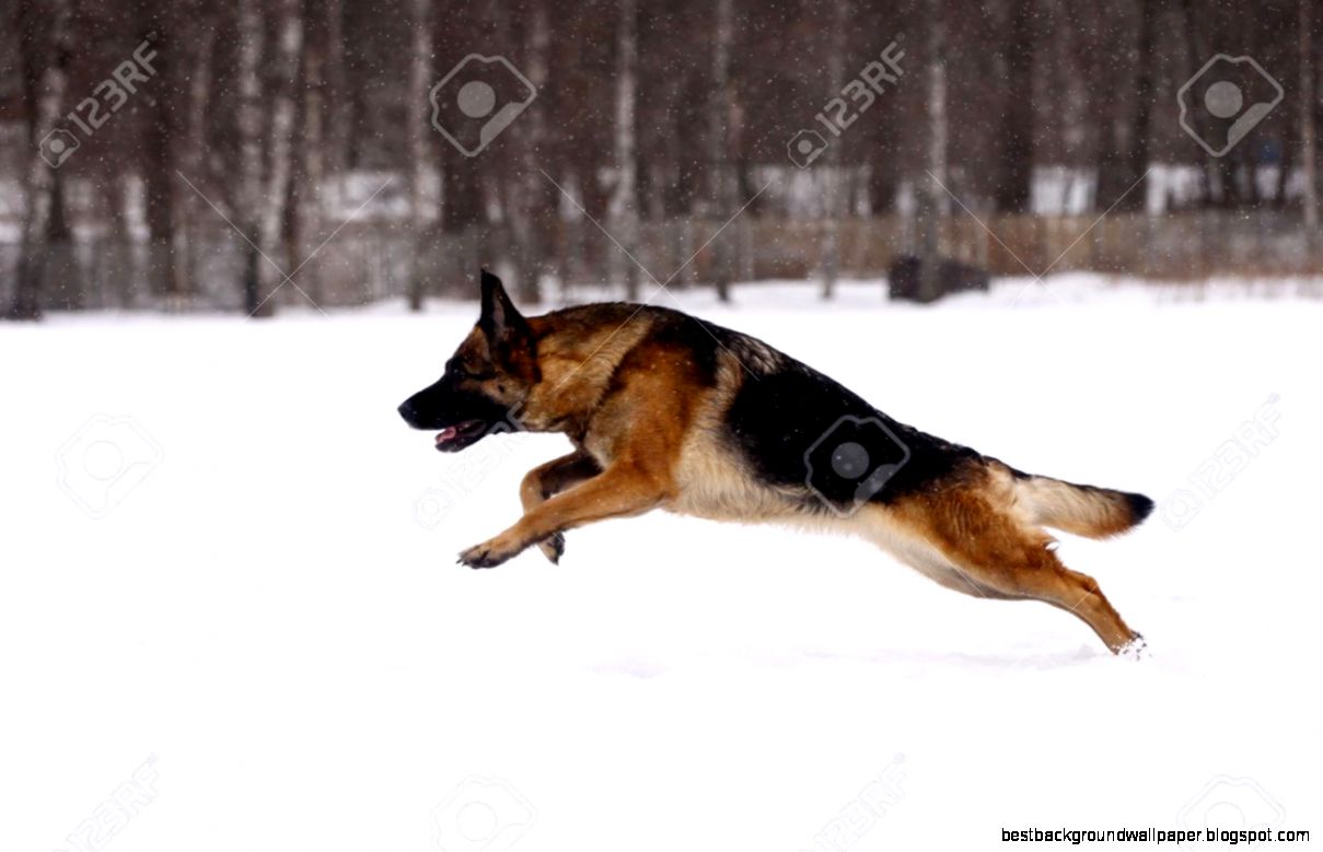 German Shepherd Dog Running On The Snow Stock Photo Picture And German Shepherd Dog Running On The Snow Stock Photo Picture And