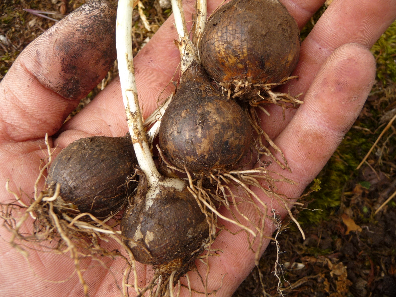 Wild Harvests How to Cook Camas