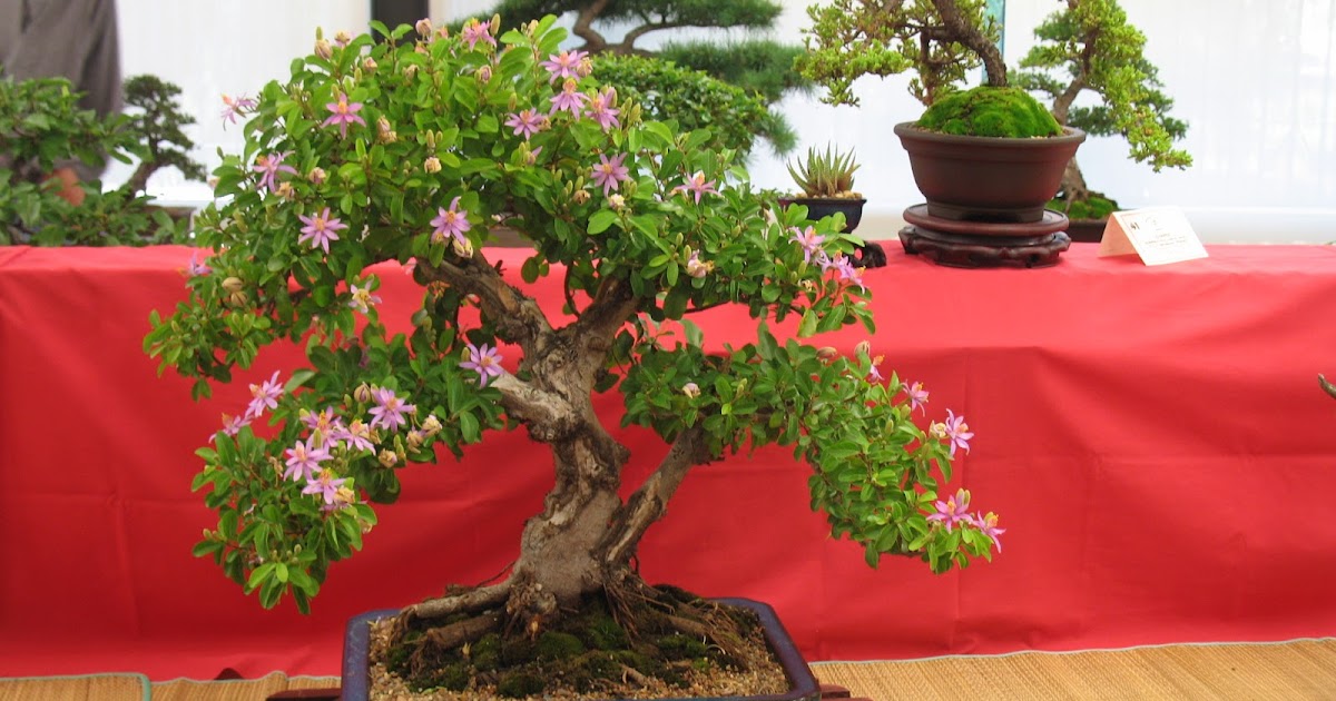 LENNARD'S BONSAI BEGINNINGS. Grewia occidentalis
