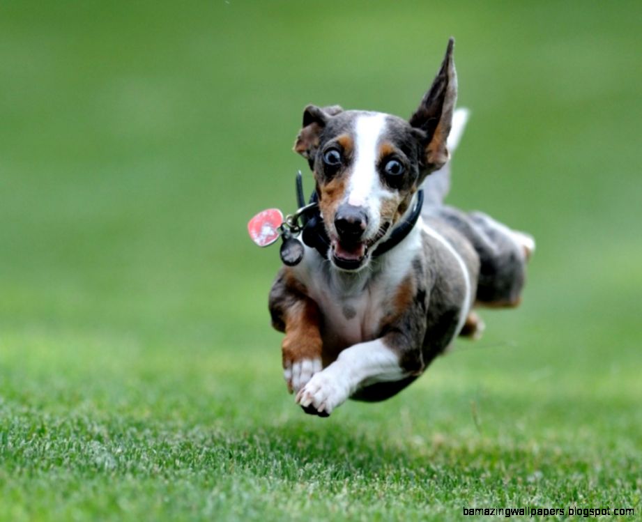 Fuzzy Friday 15 Fuzzy Friends Who Are Excited It39s Finally 2015 Fuzzy Friday 15 Fuzzy Friends Who Are Excited It39s Finally 2015