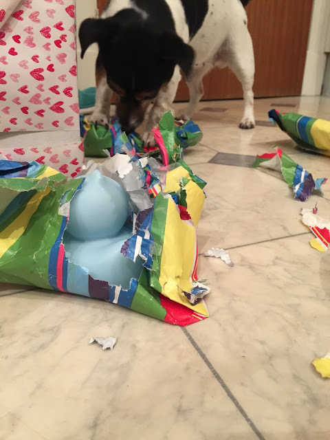 jack russell opening presents