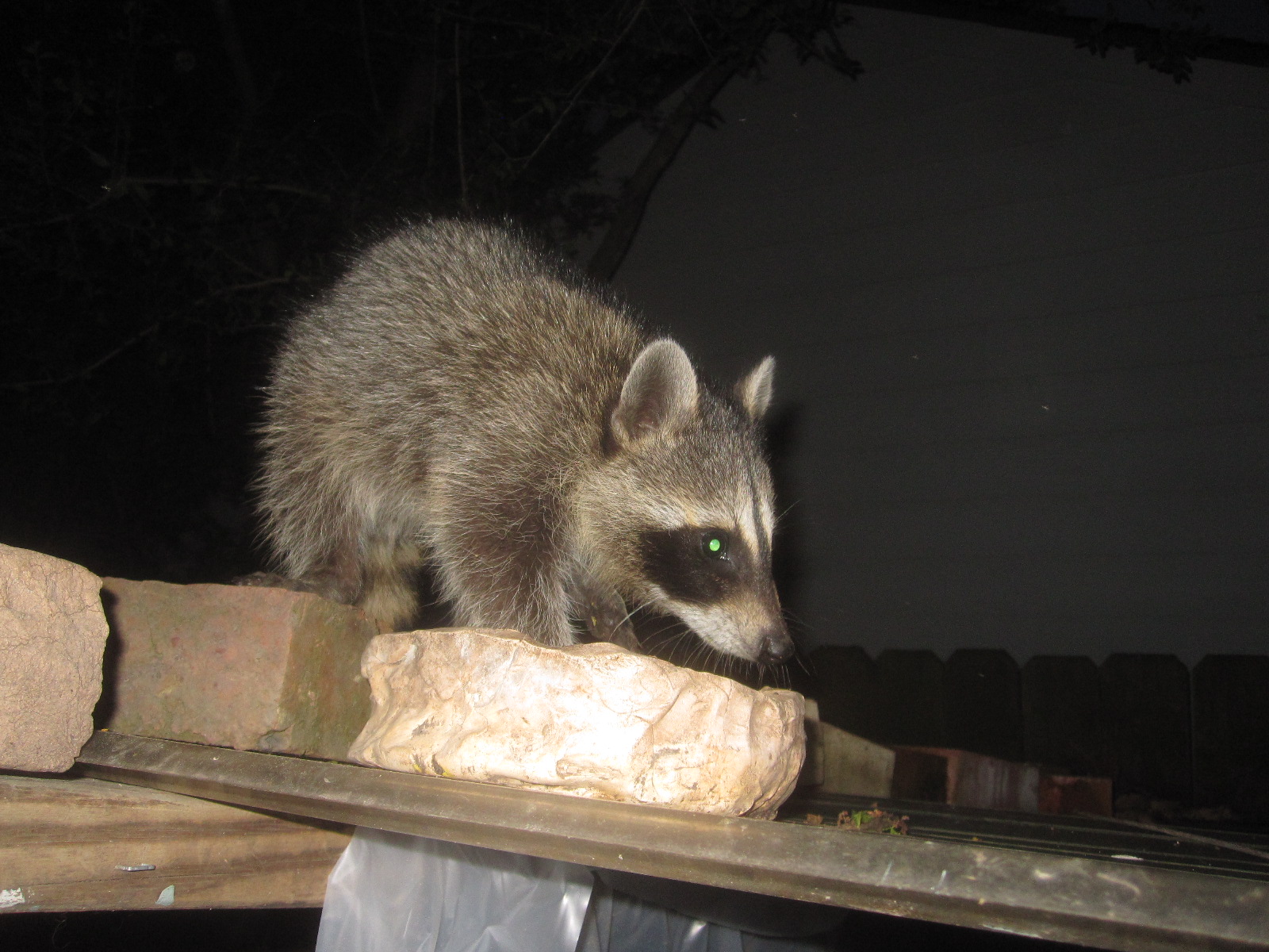 Tropical Texana BABY RACCOONS' FIRST NIGHT OUT