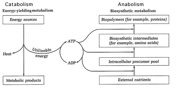 Metabolisme Bakteri