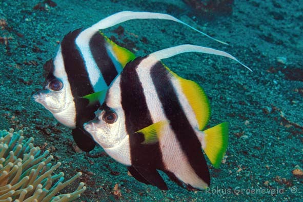 Longfin Pennantfish (Heniochus Acuminatus)
