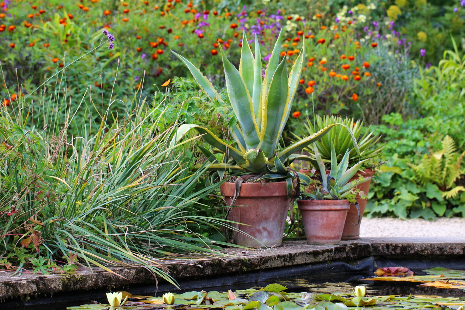 hidcote manor gardens