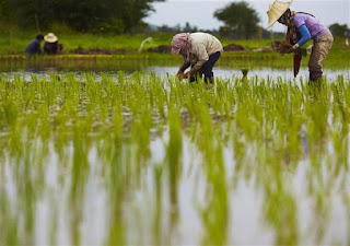Thái Lan cho nông dân vay 1,6 tỷ USD chuyển đổi cây trồng