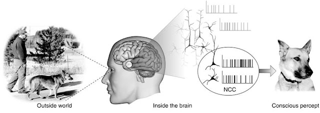 sentience definition philosophy sentience definition philosophy