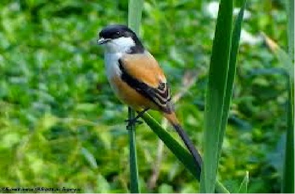 Burung Cendet dan Karakter Dasarnya