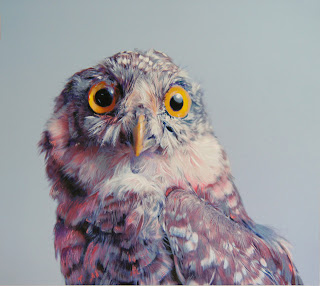 Colored Owl pencil Drawings by John Pusateri