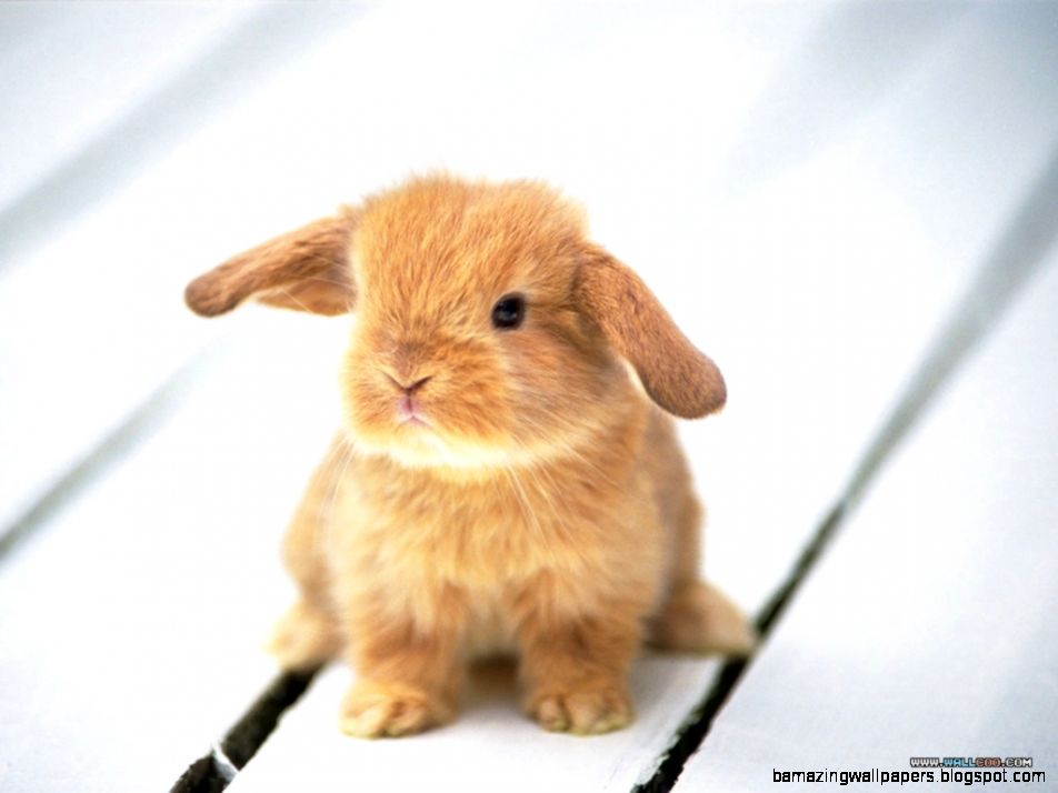 Bunny Wallpapers Bunny Rabbits Wallpaper 128637 Fanpop Bunny Wallpapers Bunny Rabbits Wallpaper 128637 Fanpop