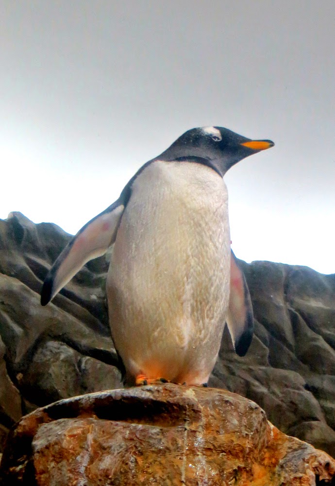 Düsseldorf und Umgebung in Bildern: Beliebte Ausflugsziele: Der Aquazoo