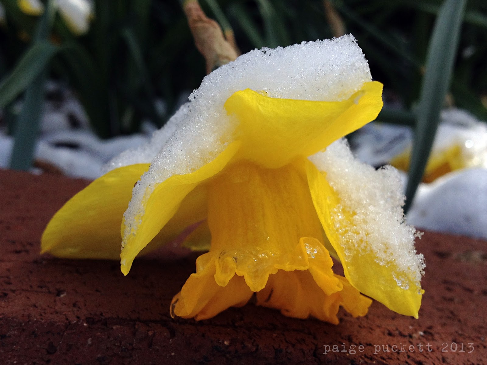Daffodils in the Snow Love Sown