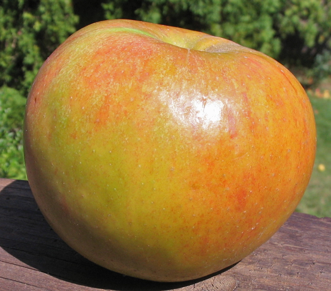 Adam's Apples Holstein