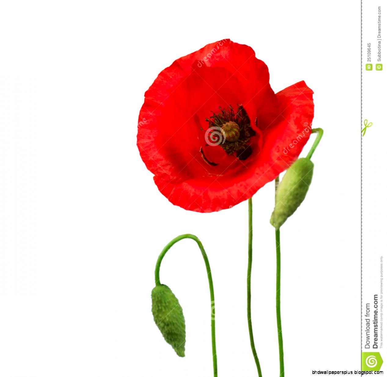 Red Poppy Flower Stock Images Image 25561484 Red Poppy Flower Stock Images Image 25561484