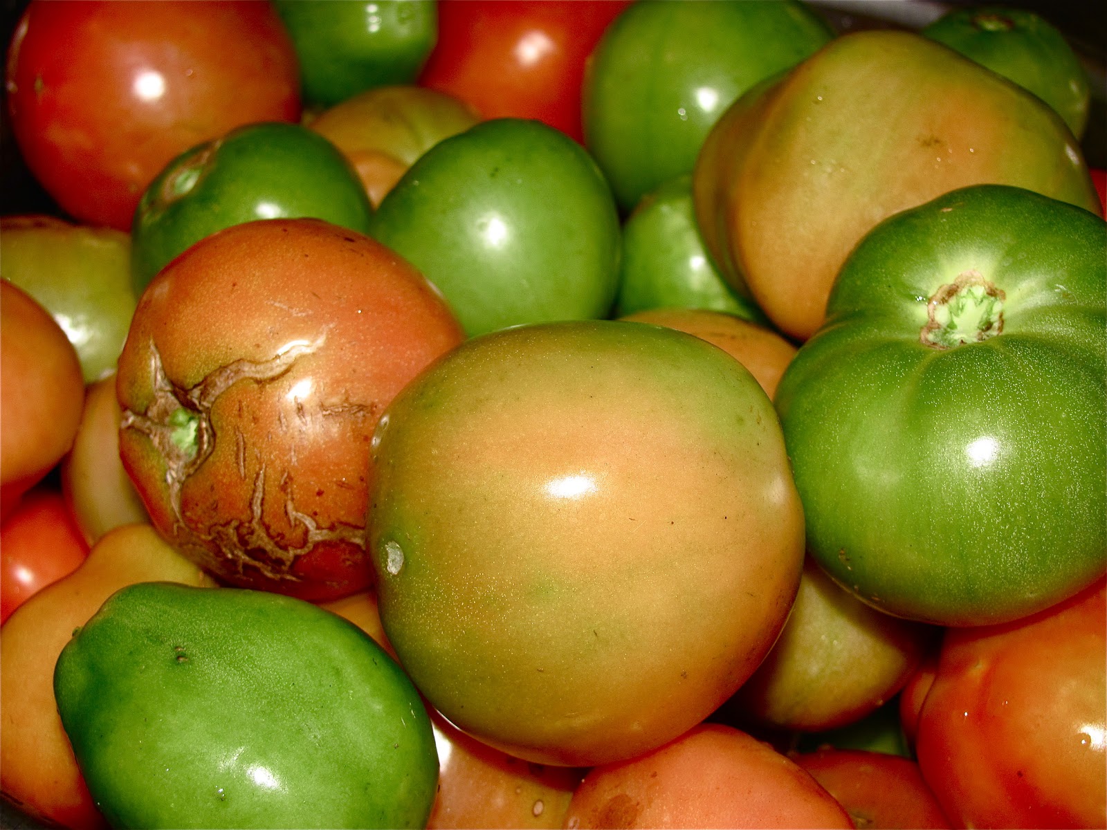 Mister Meatball Roasted (green) tomato sauce