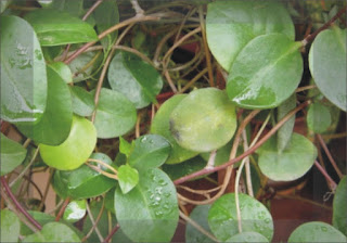 Daun Binahong