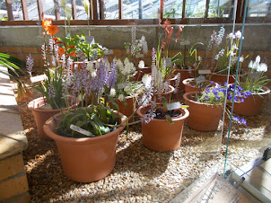 Famous Cape Plants kept in pots in Kirstenbosch Botanical Garden.