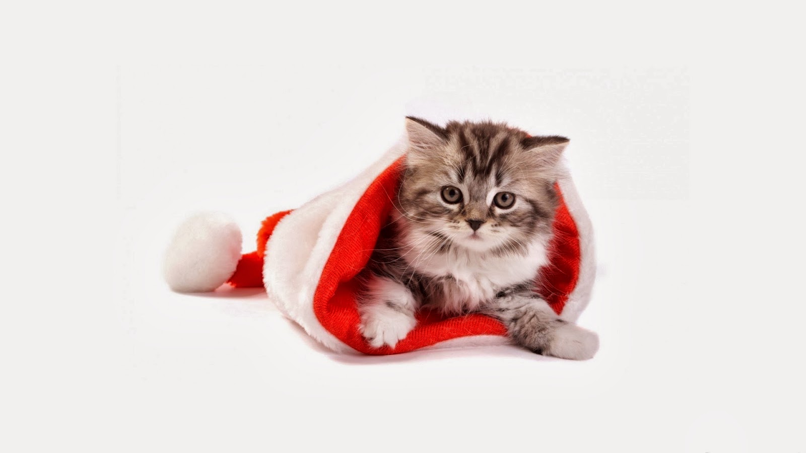 Kerst achtergronden met Dieren HD Wallpapers