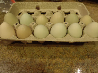 fresh ameraucana eggs