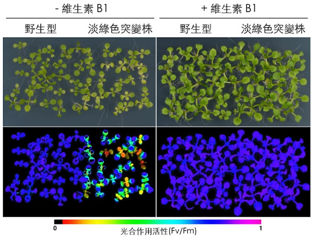 中央研究院植物暨微生物學研究所謝明勳副研究員研究團隊,成功發現植物合成維生素B1過程中扮演重要角色的酵素。 中央研究院植物暨微生物學研究所謝明勳副研究員研究團隊,成功發現植物合成維生素B1過程中扮演重要角色的酵素。
