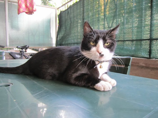 I miei gatti adottati al canile della Muratella 4 bimbo1