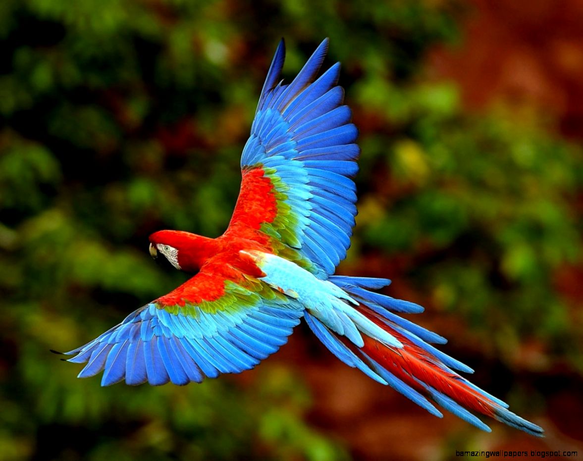 1280x1024 Flying parrot Wallpaper 1280x1024 Flying parrot Wallpaper