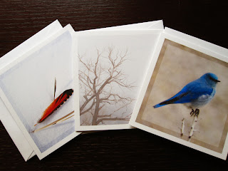 Zen nature card set, of minimalist square blank cards featuring a mountain bluebird, a flicker feather, and a bare tree on a foggy day.