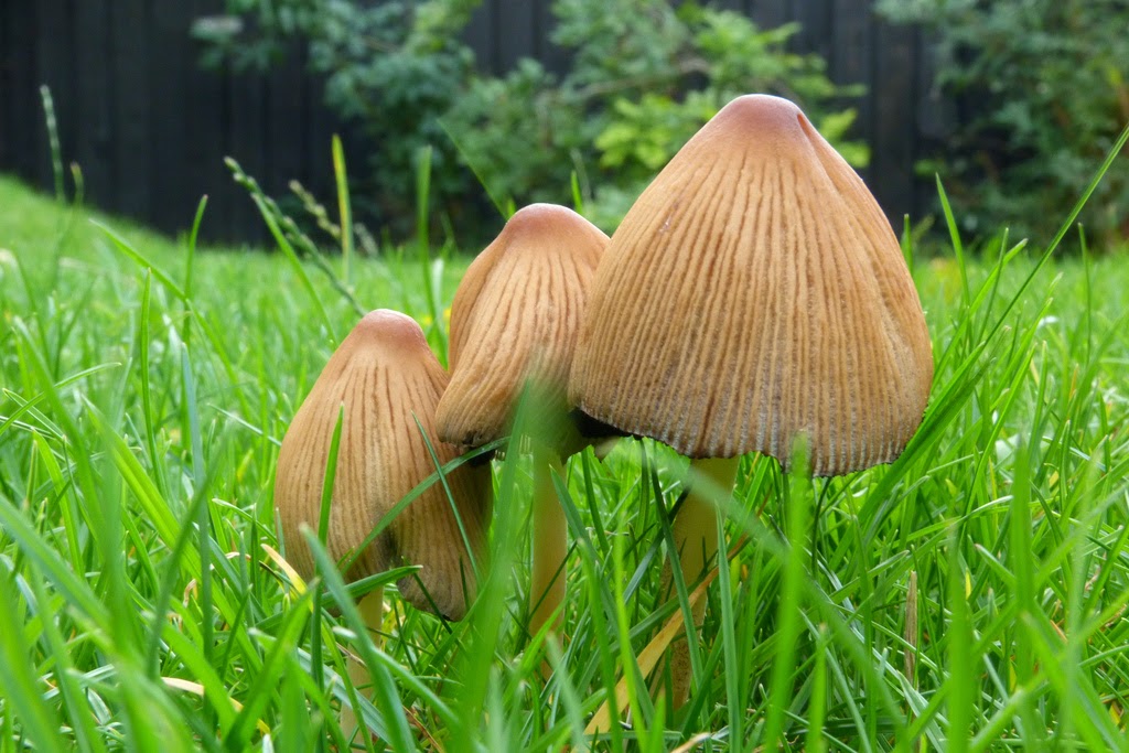 Species of UK Week 51 Glistening Inkcap ('Coprinellus micaceus')