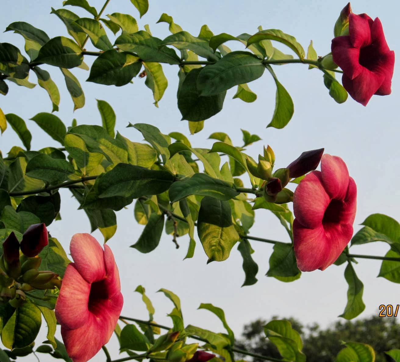 NATURAL & UNIQUE PHOTOGRAPHY: CHINESE TRUMPET CREEPER FLOWER