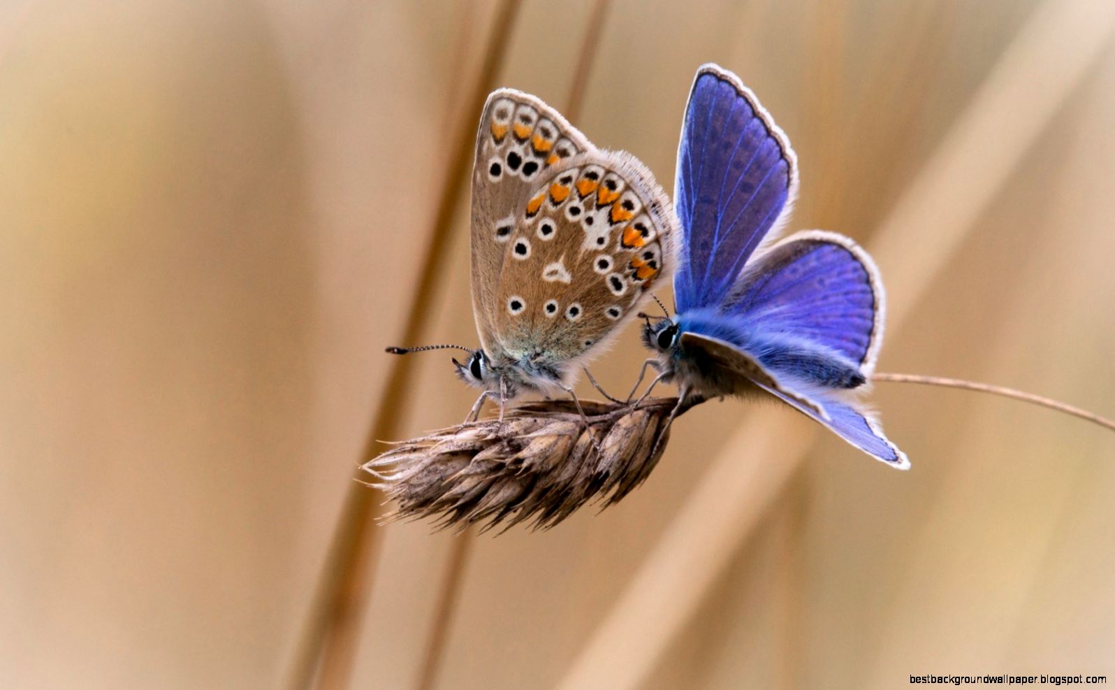 Butterflies abstract splash art 6945421 Butterflies abstract splash art 6945421