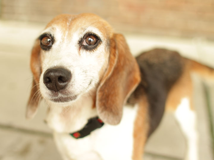 Beagle Rescue Dogs Nsw Beagle Rescue Dogs Nsw